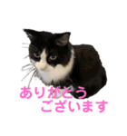 PJ＆POCHI＆KAYO /2（個別スタンプ：10）