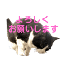 PJ＆POCHI＆KAYO /2（個別スタンプ：11）