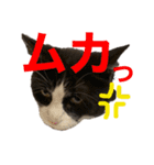 PJ＆POCHI＆KAYO /2（個別スタンプ：15）