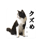 PJ＆POCHI＆KAYO /2（個別スタンプ：28）