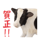 令和3年は丑！ウシ！うし！  ほほえみフレンズ（個別スタンプ：5）