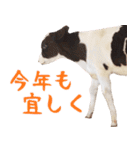 令和3年は丑！ウシ！うし！  ほほえみフレンズ（個別スタンプ：12）