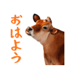 令和3年は丑！ウシ！うし！  ほほえみフレンズ（個別スタンプ：13）