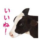 令和3年は丑！ウシ！うし！  ほほえみフレンズ（個別スタンプ：14）