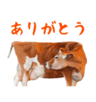 令和3年は丑！ウシ！うし！  ほほえみフレンズ（個別スタンプ：16）