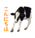 令和3年は丑！ウシ！うし！  ほほえみフレンズ（個別スタンプ：17）