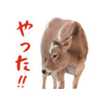 令和3年は丑！ウシ！うし！  ほほえみフレンズ（個別スタンプ：18）