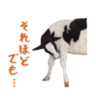 令和3年は丑！ウシ！うし！  ほほえみフレンズ（個別スタンプ：21）