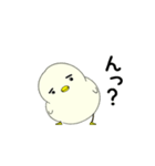 眉ひよこ（個別スタンプ：17）