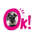 Atom’s LINE stickers-①（個別スタンプ：23）