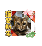 アルくん❤️スタンプ（個別スタンプ：16）