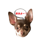 ベル子の日常スタンプ（個別スタンプ：1）