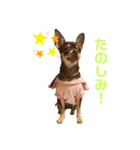 ベル子の日常スタンプ（個別スタンプ：8）