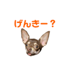 ベル子の日常スタンプ（個別スタンプ：15）