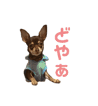 ベル子の日常スタンプ（個別スタンプ：24）