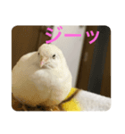 ヒメウズラ感情スタンプver.3（個別スタンプ：2）