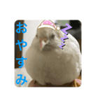 ヒメウズラ感情スタンプver.3（個別スタンプ：4）