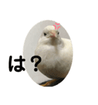 ヒメウズラ感情スタンプver.3（個別スタンプ：6）