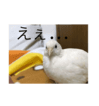 ヒメウズラ感情スタンプver.3（個別スタンプ：8）