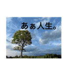 かめの健ちゃんとその仲間たち（個別スタンプ：17）