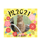 あけおめスタンプ 猫とウサギ編（個別スタンプ：1）