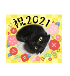 あけおめスタンプ 猫とウサギ編（個別スタンプ：3）