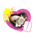 にゃんneko(=^x^=)（個別スタンプ：2）
