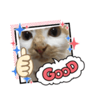 にゃんneko(=^x^=)（個別スタンプ：6）