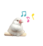 かわいい文鳥のスタンプ（個別スタンプ：1）