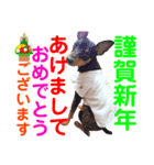 我が家のミニピン②（個別スタンプ：7）