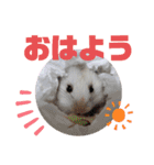 メルメリーハムズスタンプNo.1（個別スタンプ：2）