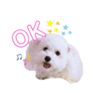メルメリーハムズスタンプNo.1（個別スタンプ：5）