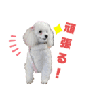 メルメリーハムズスタンプNo.1（個別スタンプ：12）