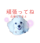 メルメリーハムズスタンプNo.1（個別スタンプ：13）