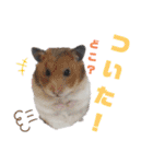 メルメリーハムズスタンプNo.1（個別スタンプ：15）