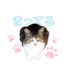メルメリーハムズスタンプNo.1（個別スタンプ：16）