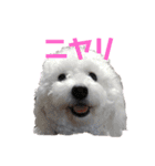 メルメリーハムズスタンプNo.1（個別スタンプ：22）