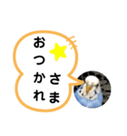 猫とインコのスタンプ（個別スタンプ：2）