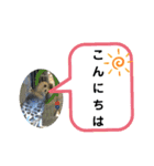 猫とインコのスタンプ（個別スタンプ：8）