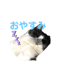 猫とインコのスタンプ（個別スタンプ：9）