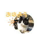 猫とインコのスタンプ（個別スタンプ：10）