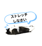 猫とインコのスタンプ（個別スタンプ：11）