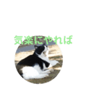 猫とインコのスタンプ（個別スタンプ：12）