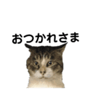 猫とインコのスタンプ（個別スタンプ：14）
