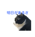猫とインコのスタンプ（個別スタンプ：15）