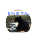 猫とインコのスタンプ（個別スタンプ：16）