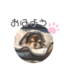 COCOくん(ᐡ⸝⸝o̴̶̷̤ ﻌ o̴̶̷̤⸝⸝ᐡ)（個別スタンプ：2）