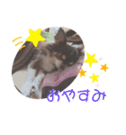 COCOくん(ᐡ⸝⸝o̴̶̷̤ ﻌ o̴̶̷̤⸝⸝ᐡ)（個別スタンプ：3）