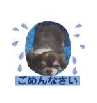 COCOくん(ᐡ⸝⸝o̴̶̷̤ ﻌ o̴̶̷̤⸝⸝ᐡ)（個別スタンプ：10）
