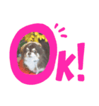 COCOくん(ᐡ⸝⸝o̴̶̷̤ ﻌ o̴̶̷̤⸝⸝ᐡ)（個別スタンプ：11）